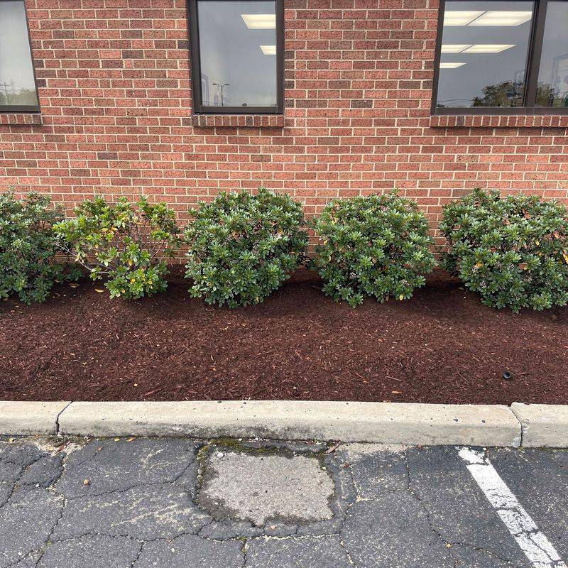 After: boxwoods and color, Green Horizon Landscaping, Long Island