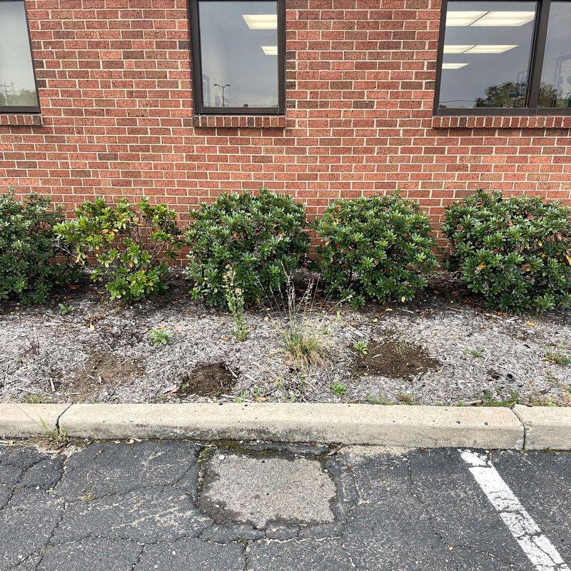 Before: dormant office beds, Green Horizon Landscaping, Long Island