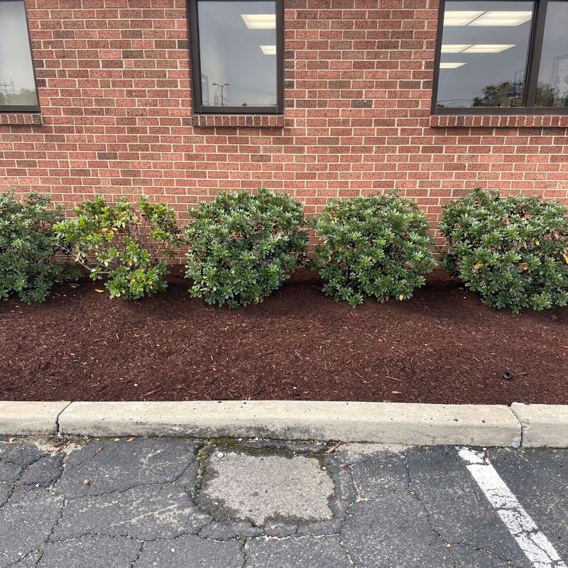 Office building landscape beds after renovation with boxwoods and seasonal flowers, Long Island