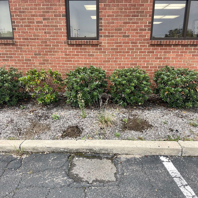 Office building beds with dormant shrubs and bare soil before renovation, Long Island