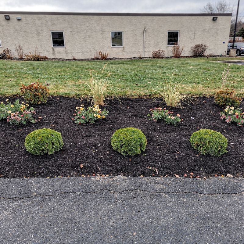 Commercial property frontage replanted with boxwoods, grasses and flowers in fresh mulch, Long Island