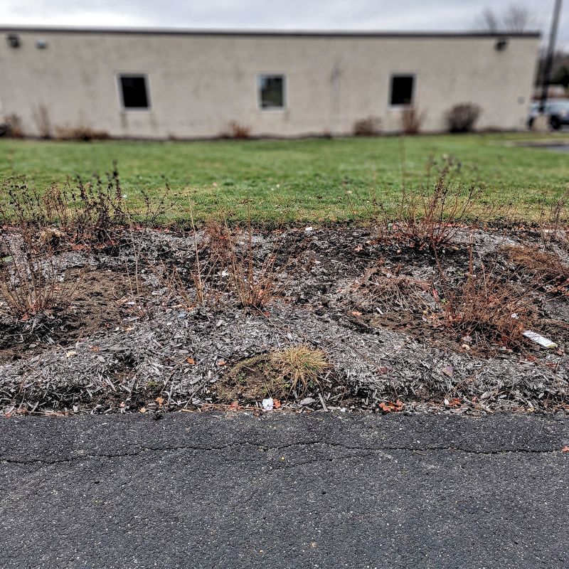 Neglected commercial property frontage with dead growth before landscaping, Long Island
