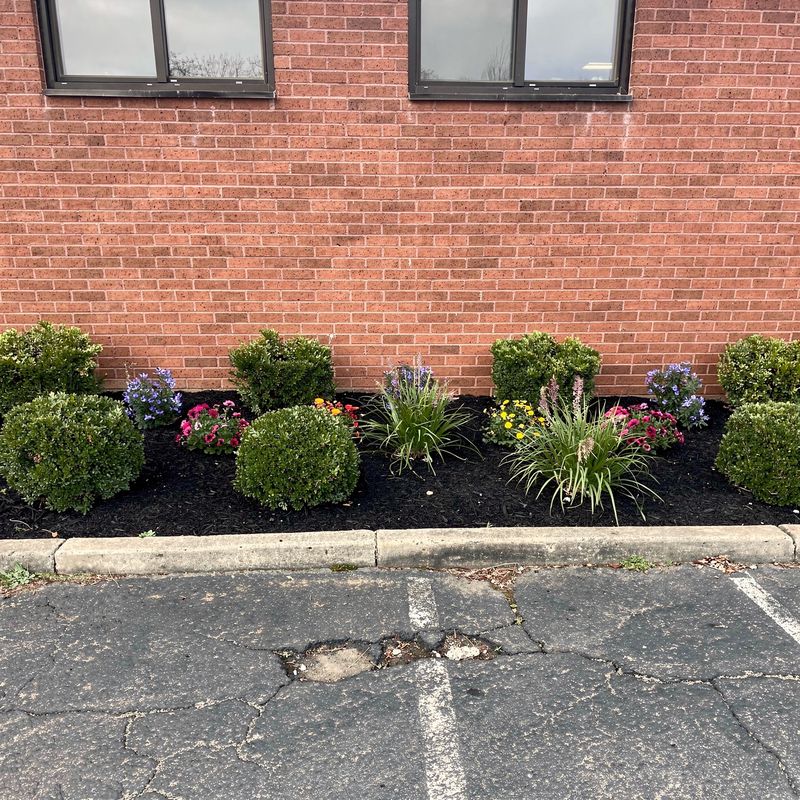 Commercial storefront foundation beds after fresh mulch installation, Long Island
