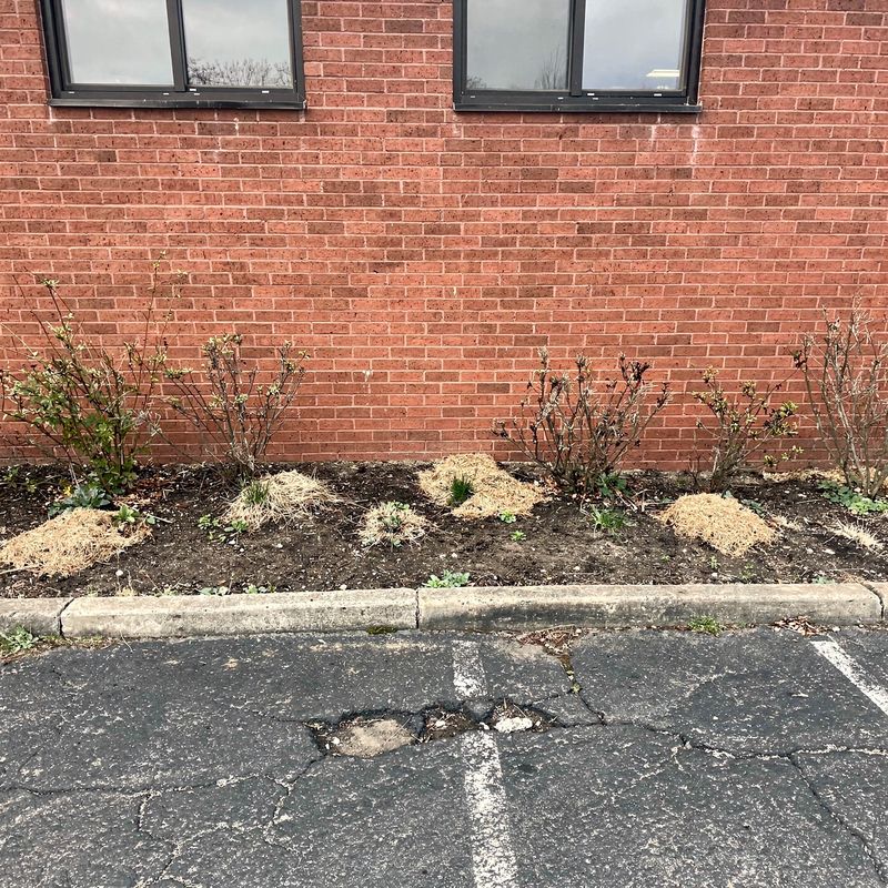 Overgrown commercial storefront beds before mulch installation, Long Island